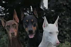 你以为杜宾都长这样？剪耳和不剪耳的杜宾犬，差距真的不是一点点啊，你喜欢哪一种呢#萌宠出道计划 #狗狗 #杜宾 #杜宾犬 #杜宾幼犬