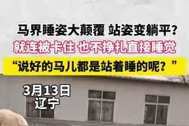 #马是怎么睡觉的 主打一个在哪里卡住就在哪里躺下