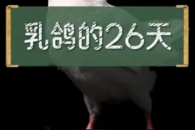 有人说乳鸽是散养的，白天放飞晚上归巢，要知道只有一个月之内的鸽子才叫乳鸽，所以选择乳鸽要擦亮眼睛哦#肉鸽养殖 #野谷集团全产业链#鸽王孙姐 #大健康#约了个鸽视频封面
