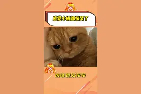 小橘：是我妈带我来的#宠物的迷惑行为 #万万没想到视频封面