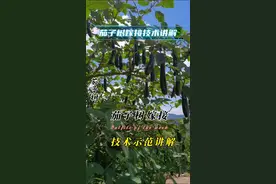 一年四季都开花挂果的茄子树嫁接技术示范讲解 #嫁接技术分享 #嫁接技术 #内容启发搜索 #茄子树嫁接视频封面