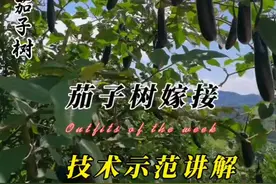 一年四季都开花挂果的茄子树嫁接技术示范讲解 #嫁接技术分享 #嫁接技术 #内容启发搜索 #茄子树嫁接视频封面