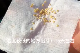 催芽真的不难，小家庭种植压根不要买啥恒温箱，自身就是一个恒温箱#种植小技巧 #记录我的种植生活 #催芽技术 #种子催芽方法 #种植小妙招视频封面