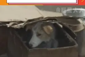 #张子枫电影我会好好的定档 爱狗星人狠狠落泪了，是流浪狗狗和张子枫的双向奔赴啊#张子枫 #电影我会好好的 #流浪狗视频封面