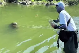 春夏季又到了 水墙一搭 大石斑咔咔上 就是这上鱼方式有点特别#溪流钓 #溪石斑 #钓溪石斑鱼的方法和技巧