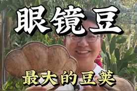 中国最大的豆荚：豆科榼藤属的榼藤，俗称眼镜豆，种子可以把玩，也叫平安豆。豆荚很大可是它的花却很小。#眼镜豆 #榼藤 #榼藤子 #平安豆 #神奇的大自然视频封面
