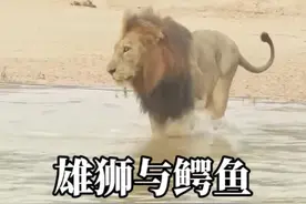 雄狮与鳄鱼的冲突#内容启发搜索 #雄狮视频封面