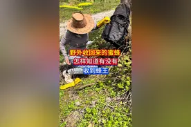 怎样知道有没有收到蜂王 野外收回来的蜜蜂怎样知道有没有收到蜂王，教你三招，轻松辨别。我每天毫无保留的分享各种蜜蜂养殖技术，就是想让您在养蜂路上少走弯路，还想看到您免费的红心和关注。新手朋友可以点个收藏，以便您随时观看。话不多说直接讲干货，1，收蜂时看蜜蜂有没有大批量进入收蜂笼，像这种情况说明蜂王已经进去了，2，蜜蜂收好后全部爬到收蜂笼顶部结团而且很安静，说明蜂王在里面，3，过箱后蜜蜂比较安静，第二天蜜蜂在巢门口有规律的进出，说明有蜂王，如果过箱后蜜蜂在蜂箱附近到处乱飞好像在找什么东西似的说明这群蜜蜂没有蜂王，你是用哪些方法来判断蜂群有没有收到蜂王的呢，欢迎打在评论区我们共同探讨共同走好养蜂之路#蜜蜂 #养蜂人 #诱蜂 #蜜蜂养殖 #养蜂技术分享 @蜂妹子小号 @DOU+小助手 @抖音创作小助手 @创作灵感小助手视频封面