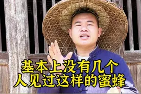 官蜂 这种蜜蜂99%的人都没有见过，官方很少见#养蜂诱蜂技术分享#三农 #诱蜂蜡#诱蜂#新农人计划2025 @抖音短视频