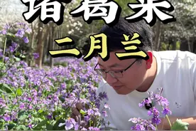 诸葛菜又叫二月兰（蓝）、紫金草，不仅好看还可以吃，那真的和诸葛亮有关系吗？#诸葛菜 #二月兰 #紫金草 #自然奇境科普季 #春日盛放视频封面