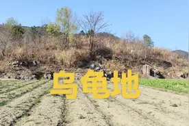 乌龟地视频封面