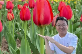 郁金香真的有毒吗？自然球和五度球有什么区别？#郁金香 #郁金香种球 #郁金香5度球 #春日盛放 #好看的花一定要分享给你视频封面