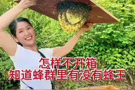怎样不开蜂箱从巢门口看出蜂箱里有没有蜂王妹子教您4招 教你一招如何从箱外一眼看出蜂箱里有没有蜂王？因为我们土养的中蜂不能直接开箱提皮检查。那我们如何从箱外观察蜜蜂表现来判定蜂群到底有没有蜂王呢？方法有4个，我每天认真分享各种蜜蜂养殖技术就是想让您在养蜂路上不走弯路，还想看到您免费的红心和关注，新手朋友可以点个收藏万一下次失王了可以马上介入新蜂王避免损失，第一，如果当天失王，守卫蜂会在巢门口快速的来回走动，表现出焦急不安的情绪，有些工蜂飞出去几米远就折返回来。还有一些工蜂，会在蜂箱的周围来回飞行好像在找什么东西一样。第二点巢门口有工蜂举腹扇风，举腹扇风的表现就是工蜂的尾部高高的翘起，快速的扇动翅膀。以此释放出蜂臭来招引蜂王，尤其是新蜂出去交尾和失王当天最容易出现这种表现，第三，当你走进蜂箱周围，就会有工蜂飞到你的身上，来回爬行，速度也比较快，表现出很没有安全感的样子，遇见上面三种情况傍晚时打开蜂箱一探究竟，这时明显感觉蜜蜂的攻击性非常强。第四工蜂明显发黑发亮，看到工蜂发黑发亮，至少失王已经10天以上了，越黑越亮，证明失王的时间越长。有可能已经工产了，你是用哪些方法来判断蜂群有没有失王的呢，欢迎打在评论区我们共同探讨共同走好养蜂之路哦#蜜蜂 #养蜂人 #户外找蜂 #农村生活 #养蜂技术分享 @蜂妹子小号 @DOU+小助手 @抖音创作小助手 @创作灵感小助手视频封面