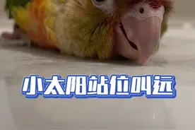 小太阳鹦鹉训练叫远 小太阳鹦鹉立规矩！小太阳鹦鹉指哪里去哪里，剪叫远飞手！#鹦鹉 #训鸟高手 #手养鸟日常 #鹦鹉小白 #小太阳鹦鹉