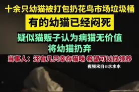 十余幼猫被打包扔花鸟市场垃圾桶（搜狐千里眼）视频封面