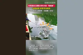 昆明盘龙江现疑似国家二级重点保护动物“娃娃鱼”，体长超一米，体重超10公斤，过路群众纷纷围观，昆明市民当即报警，森警现场展开救助。#娃娃鱼#昆明盘龙江#保护野生动物