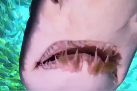 海底世界真神奇，什么样子的鱼都有#鲨鱼#海底世界#潜水 #赶海 #内容启发搜索