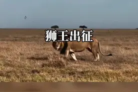 一支活跃在草原上的狮群，首领狮王十分强壮重达接近500斤#野生动物零距离 #神奇动物在抖音视频封面