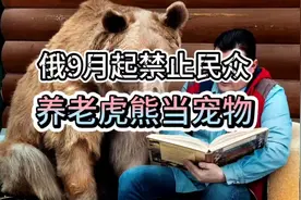 俄9月起禁止民众养老虎熊当宠物 #现在宠物界还是太复杂了视频封面