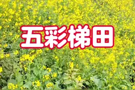 2025年1月23日实拍，大渡口五彩梯田的油菜花开了 #油菜花 #花海 #五彩梯田 #春天的味道 #重庆打卡视频封面