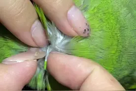 正确掐羽管的方式你知道吗？ #神奇动物在抖音 #解压视频 #鹦鹉鹦鹉萌萌哒逗鹦鹉 #教学视频 #掐羽管解压视频