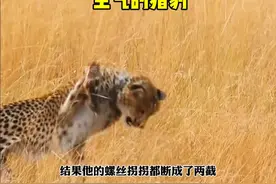 生气的猎豹拍了一下地面脚踝瞬间断裂视频封面