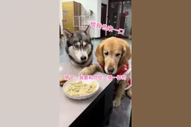 不愧是湖南的狗子，吃饺子必须蘸辣椒油…#金毛日常生活视频 #狗狗的心思都写在脸上了 #狗子成精了 #萌宠日常记录 #第一批回村的狗在干什么视频封面
