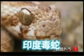 印度毒蛇#动物世界记录大自然的生存法则就是这样弱肉强食