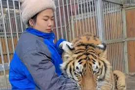 东北虎京京，两岁半女宝宝，身体不好，是奶妈一手带大的崽，喜欢蹭蹭贴贴，原来喜欢爬床的宝宝！#动物园 #野生动物零距离 #东北虎