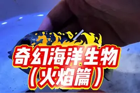 这回的小动物怎么还带照骗的啊！ #诺亚方缸 #私人海洋