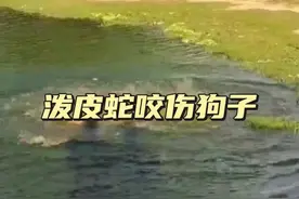 泼皮蛇咬伤狗子 泼皮蛇咬伤狗子遭到了丧彪疯狂的报复#神奇动物在抖音#解说版动物世界 #看动物世界品百味人生 #内容启发搜索