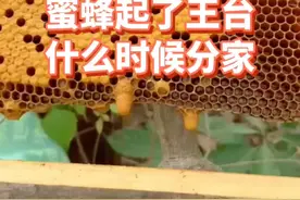 蜜蜂起了王台，多久会分家#蜜蜂养殖 #三农 #王台 #蜂王视频封面