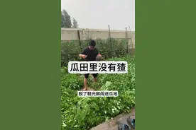 瓜田里没有猹#搞笑 #农村生活 #记录真实生活 #我的乡村生活#农村搞笑段子