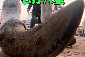 对半切！ 七拧八歪的超长驴蹄，新疆驴走路晃晃悠悠，脚底上翻拧半圈，修完成了三寸金莲！#三农 #农村生活 #毛驴修蹄 #解压 #新农人计划2025视频封面
