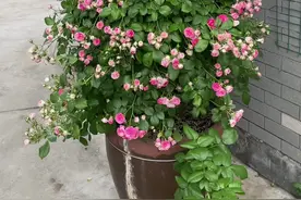 家庭养花用稻壳来改良土壤非常实用。#养护小知识 #月季 #花卉养护 #种植小技巧视频封面