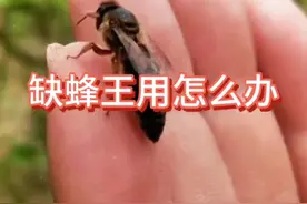需要用蜂王时，缺蜂王使用怎么办#蜂王 #蜜蜂养殖 #三农