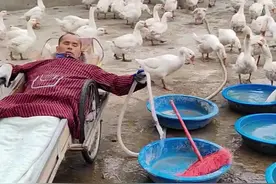 河南48岁男子戚志强因患病全身瘫痪，靠养鹅养活自己和父母，板车躺了二十多年，他却身残志坚，活出自立自强的励志人生#感动#励志#残疾人真实生活