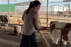 #适合全国各地饲养 #每天分享牛羊养殖小知识 #我的养殖生活 #西门塔尔小公牛 #自繁自养视频封面