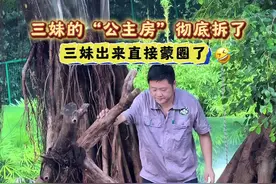 9.13三妹的公主房彻底拆了，三妹出来直接懵圈了，我那么大一个公主房呢？！#大熊猫#大熊猫奇三妹 #重庆动物园