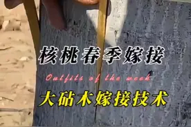 大砧木核桃春季嫁接技术讲解，注意操作细节成活率超高 #果树嫁接 #核桃嫁接 #内容启发搜索 #抖音助农扶农视频封面