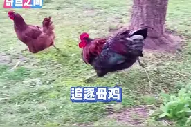 公鸡为什么喜欢追逐母鸡，这竟然是基因的本能#动物世界