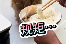 不光只有田园犬能做到，其他狗子也能做到不吃主人碗筷里的东西…#万物可爱计划 #宅家治愈记视频封面