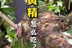 #大自然的馈赠 #我的乡村生活 #黄精 今天教大家怎么吃黄精，这是最简单的吃法了，炖鸡肉汤鲜味美。可以去试试，你会爱上这个味道视频封面