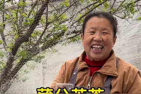 蒲公英像这样炒成茶，还好保存还好喝#蒲公英茶#大自然的馈赠 #春天的味道 #野菜美食视频封面