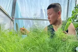 茴香怎么种？怎么种茴香？#种植小技巧 #三农 #蔬菜种植 #茴香 #寿光张大帅@DOU+小助手视频封面