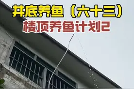 楼顶养鱼计划2#井底养鱼#楼顶养鱼 #真实户外 #养鱼日记 #内容启发搜索视频封面