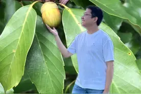 广义上的橡果是指壳斗科的栎属、椎属、柯属、青冈属等植物的果实。青冈属果实的壳斗上有同心圆这一明显的标志。橡子中富含淀粉，但也有很多涩嘴的单宁，需要处理后食用，你知道橡子还有哪些用途吗？#壳斗科 #橡子 #橡子豆腐 #青冈 #橡子凉粉