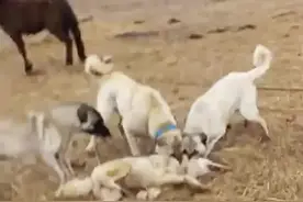 一条坎高犬能拿下一只狼吗？#动物世界 #神奇动物在抖音 #狼 #坎高犬视频封面