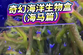 开到什么养什么！这是我开到过最魔幻的海洋生物了！ #诺亚方缸