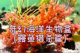 开到什么养什么！奶牛鳗鱼杀疯了！ #诺亚方缸